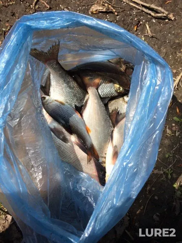 Bream, Roach — Iset, May 17, 2018