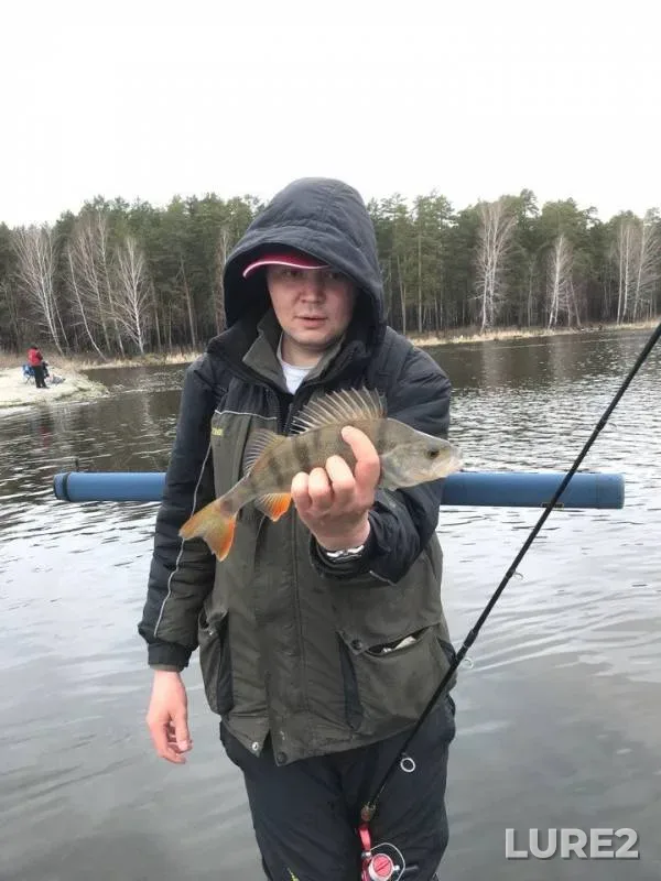 Perch, Roach — Beloyarskoye, May 11, 2018