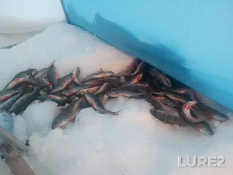 Perch — Sverdlovskaya oblast, Jan 16, 2018