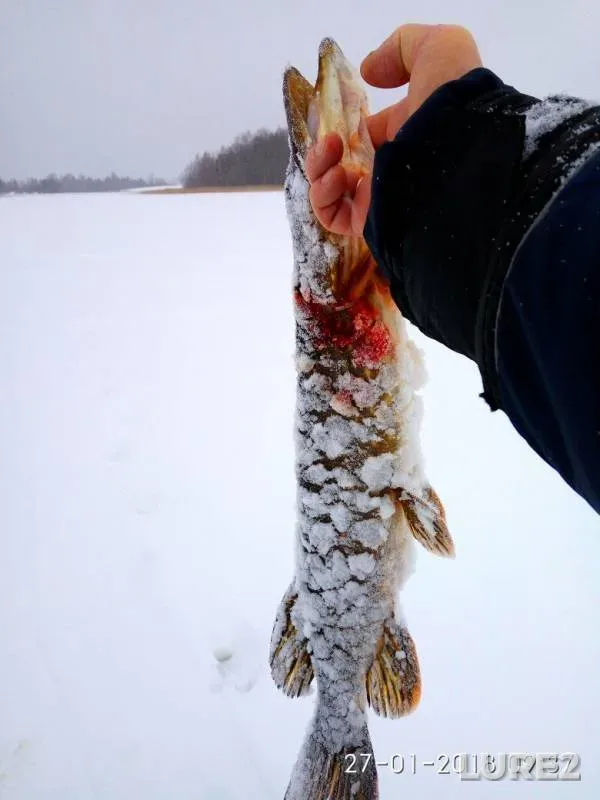 Perch, Pike — Zaulomskoye, Jan 28, 2018