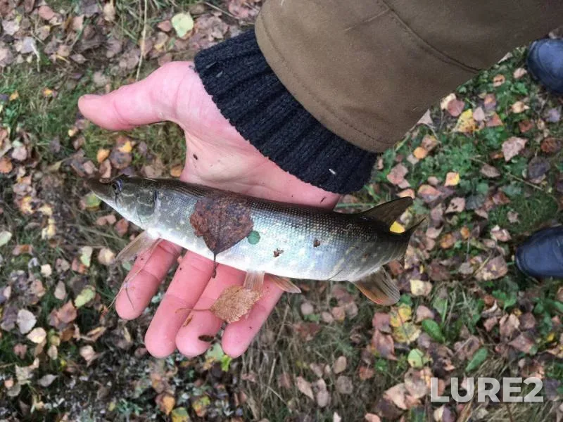 Pike — Beloyarskoye, Oct 01, 2017