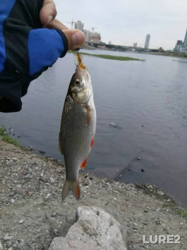Ide, Perch — Gorodskoy, Sep 08, 2017
