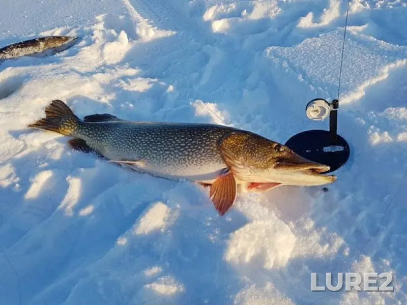 Pike — Shoshyegator, Jan 09, 2018