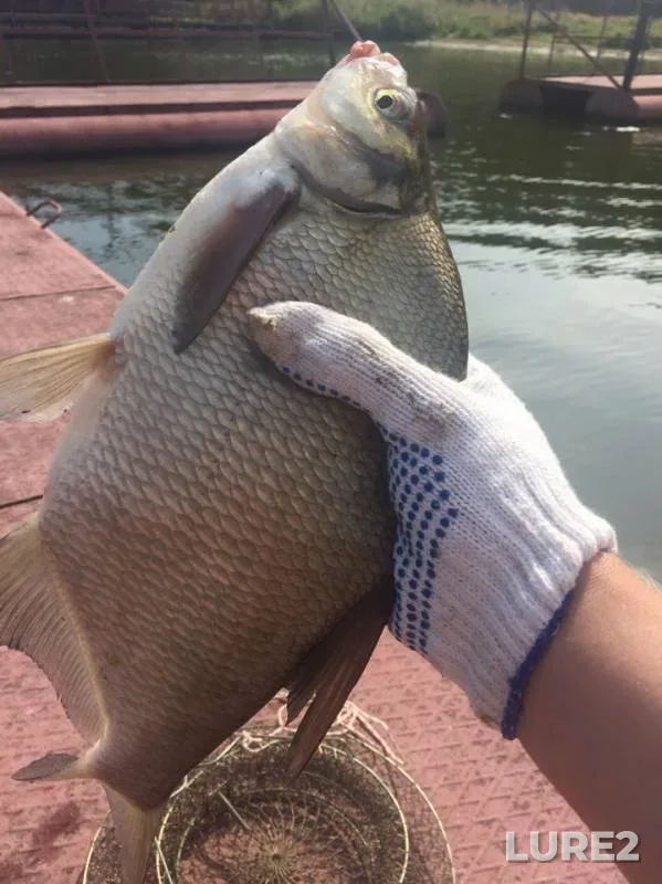 Bream — Beloyarskoye, Sep 03, 2017