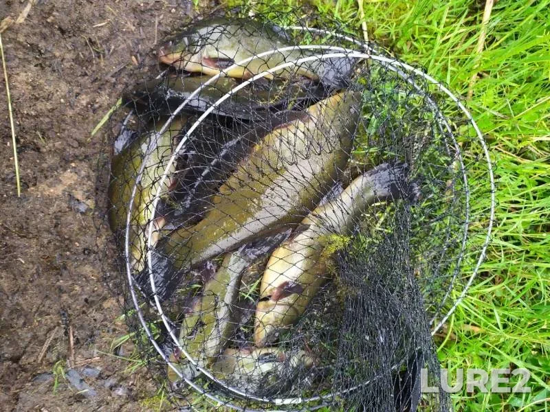 Tench — Karpilovka, Jun 28, 2019