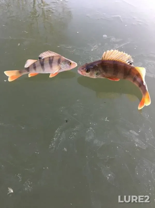 Perch — Sudost, Nov 23, 2019