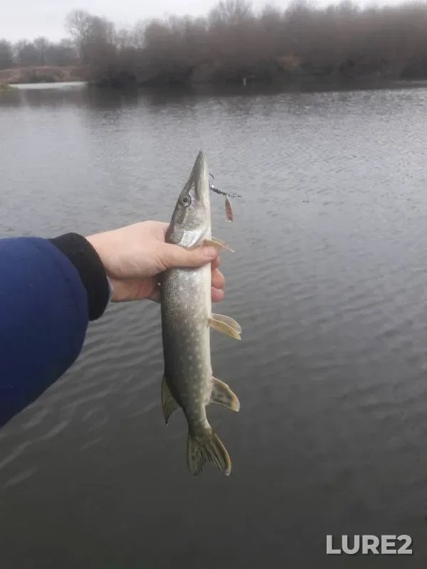 Pike — Desna, Nov 10, 2019