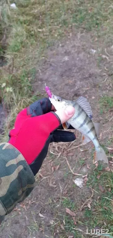 Perch — Ugost, Nov 05, 2019