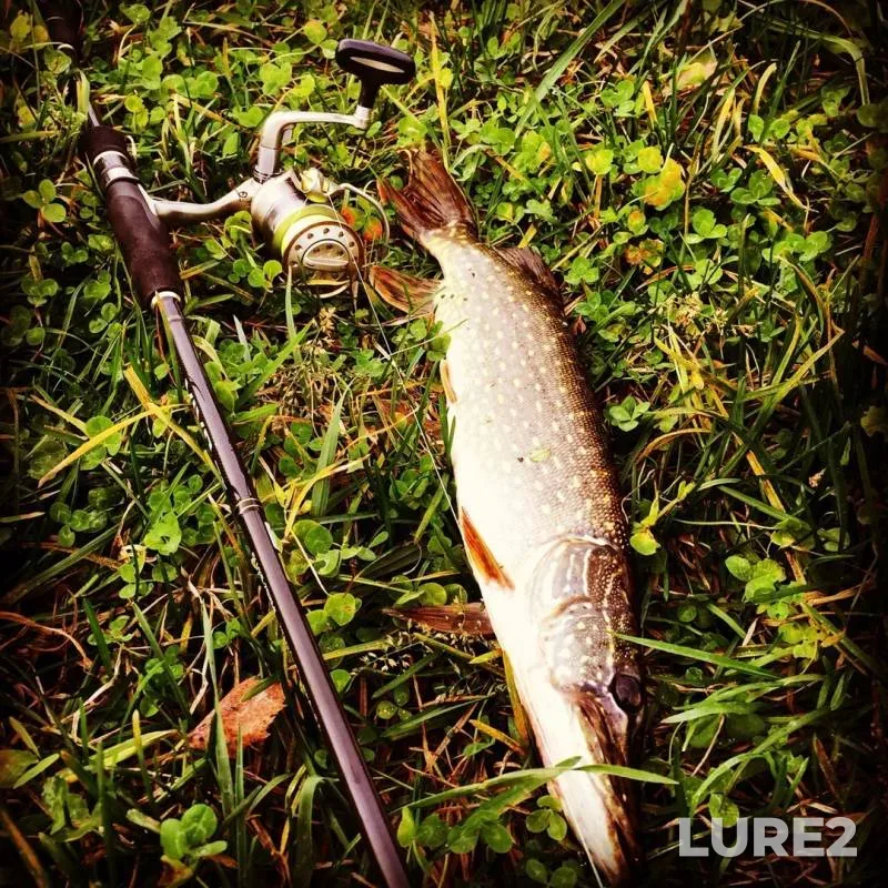 Pike — Desna, Oct 27, 2019