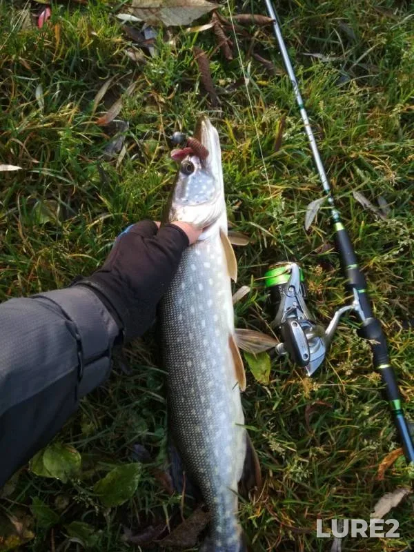 Pike — Voloncha, Oct 16, 2019