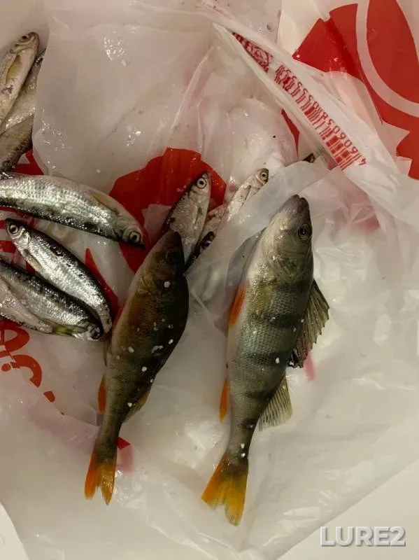 Perch — Orlik-5, Oct 14, 2019