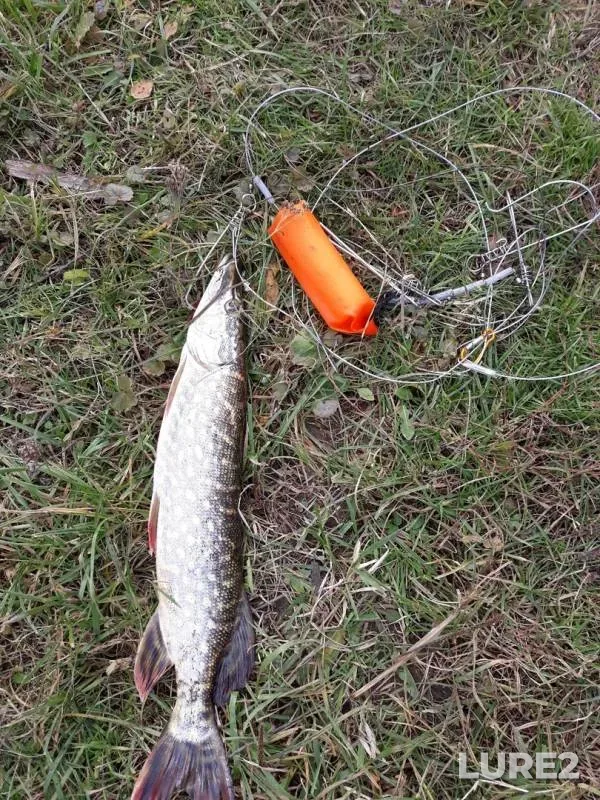 Pike — Bryanskaya oblast, Oct 05, 2019
