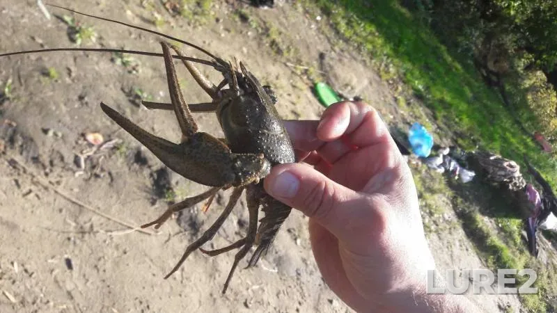 Roach — Desna, Sep 29, 2019