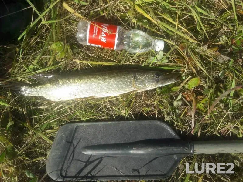 Pike — Desna, Sep 28, 2019