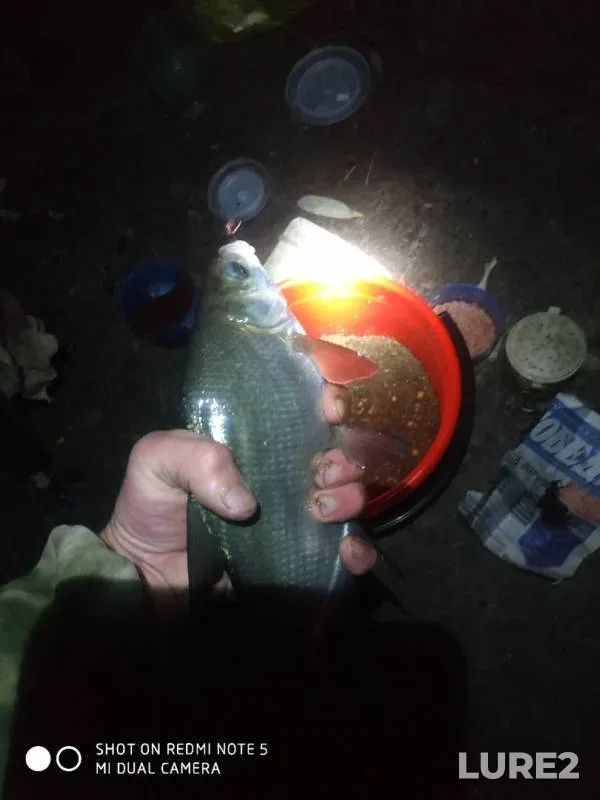 Bream — Desna, Sep 21, 2019