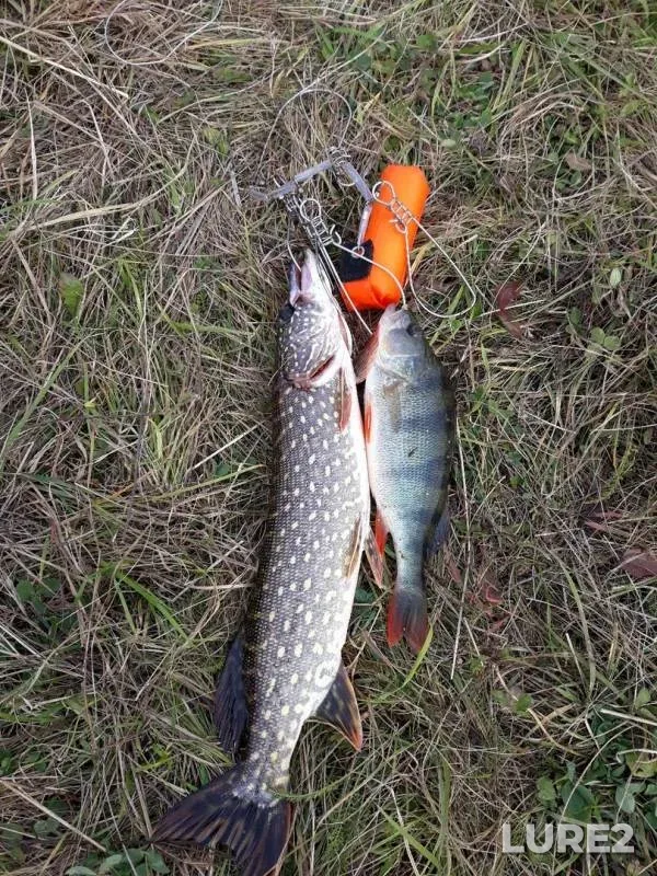 Perch, Pike — Steshna, Sep 21, 2019