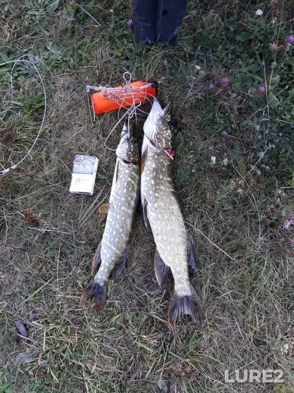 Pike — Bryanskaya oblast, Sep 09, 2019
