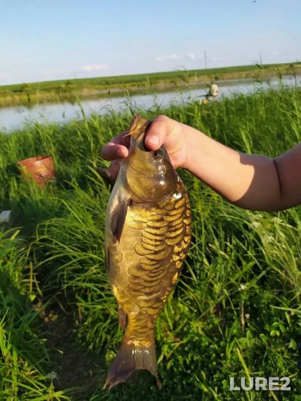 Carp — Lopuznya, Jul 20, 2019