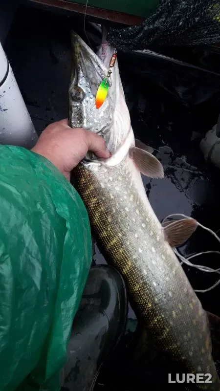 Pike — Desna, Jul 08, 2019