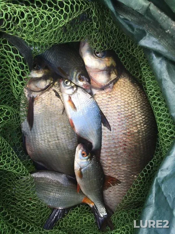 Bream, Roach — Desna, Jul 06, 2019
