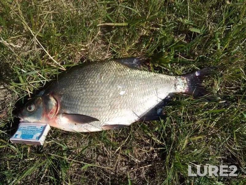 Bream — Desna, Jul 05, 2019