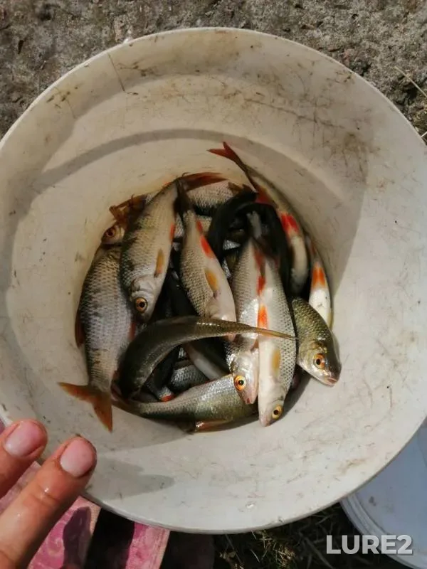 Roach — Rudka, Jun 22, 2019