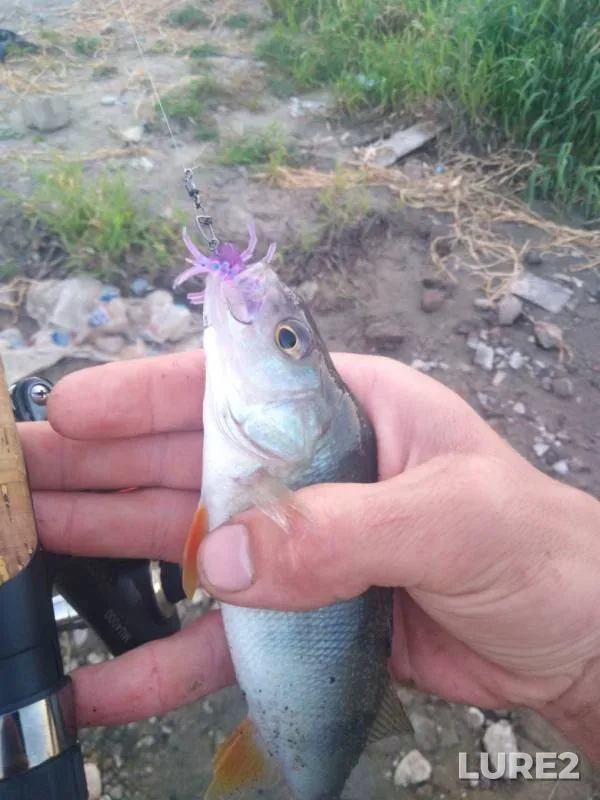 Perch — Desna, Jun 19, 2019