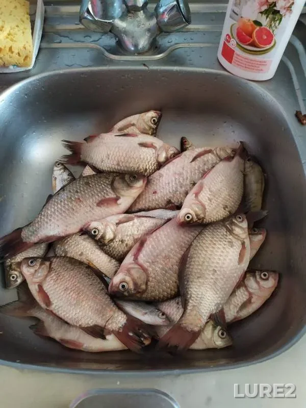 Crucian carp — Bryanskaya oblast, Jun 16, 2019