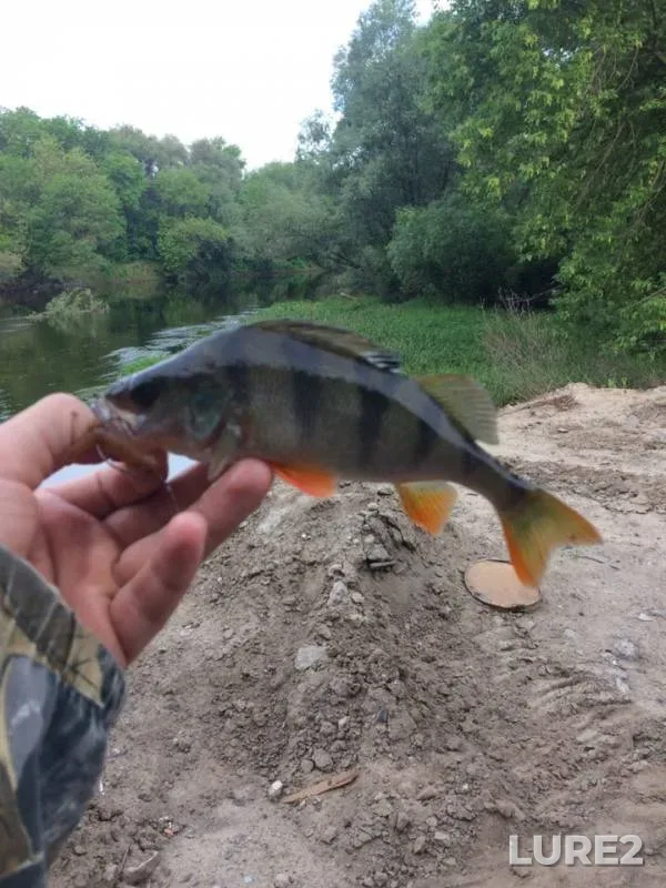 Perch — Desna, Jun 01, 2019
