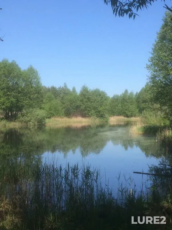 Crucian carp — Skubilka, May 18, 2019