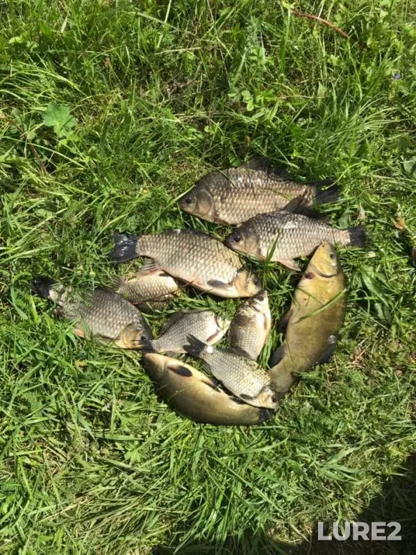 Crucian carp, Tench — Rudka, May 16, 2019