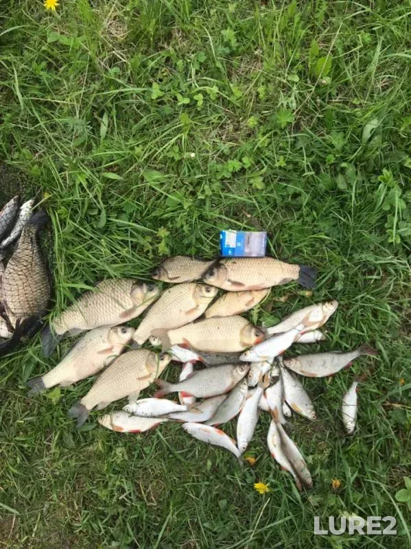 Crucian carp, Roach — Rudka, May 15, 2019