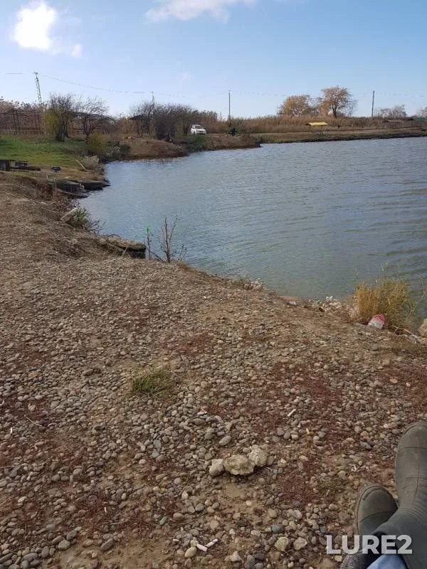 Carp — Stavropolskiy kray, Nov 14, 2019