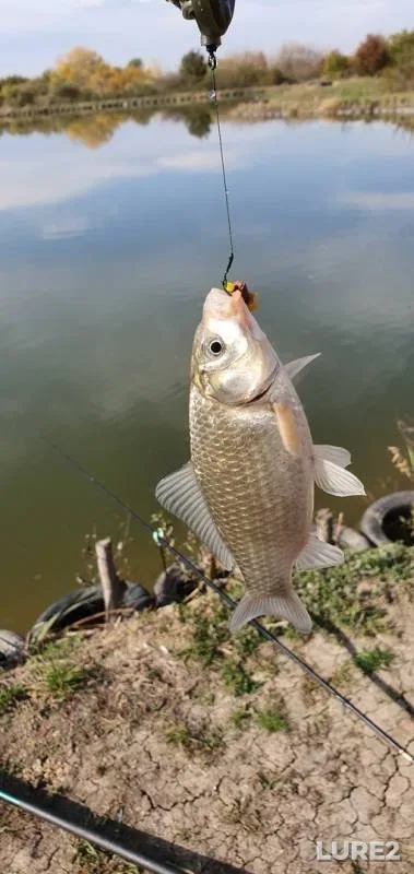 Crucian carp — Medvedka, Oct 25, 2019