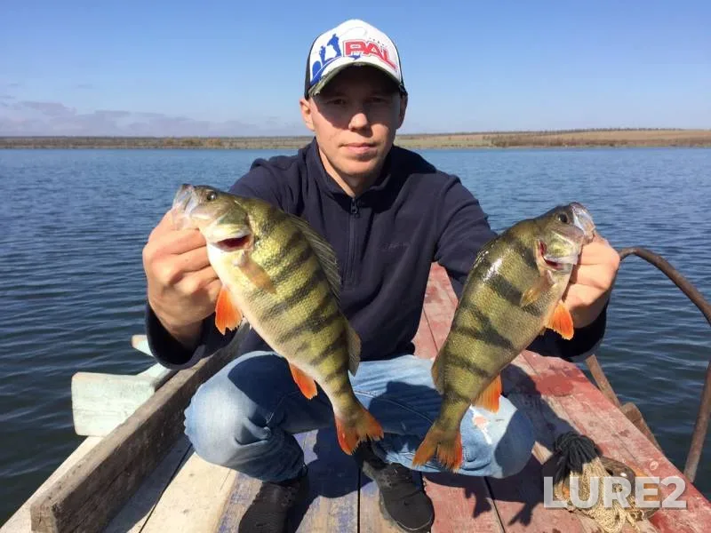 Perch — Volchi Vorota, Oct 22, 2019