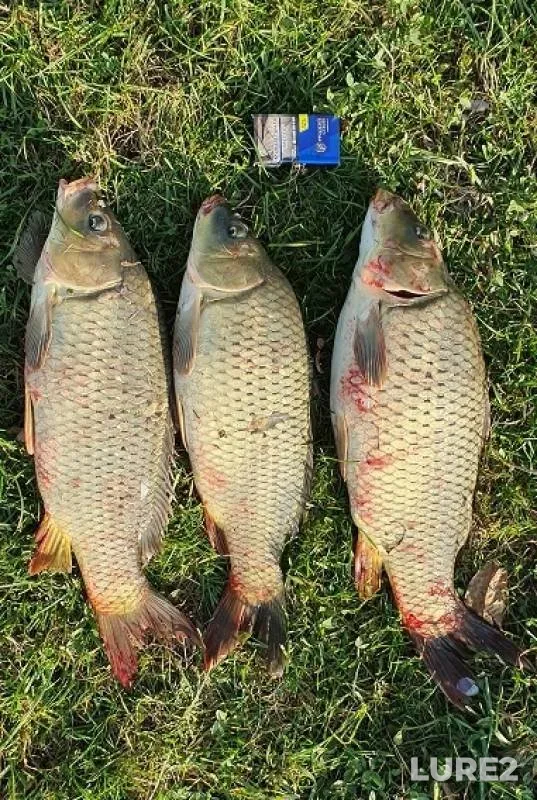 Carp — Stavropolskiy kray, Oct 18, 2019