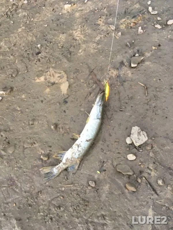 Pike — Yegorlyk, Oct 16, 2019
