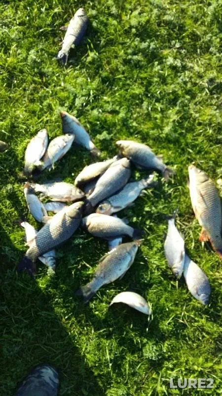 Bream, Carp — Dzhalga, Oct 14, 2019