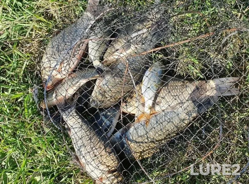 Crucian carp, Roach — Lyovkin, Oct 10, 2019