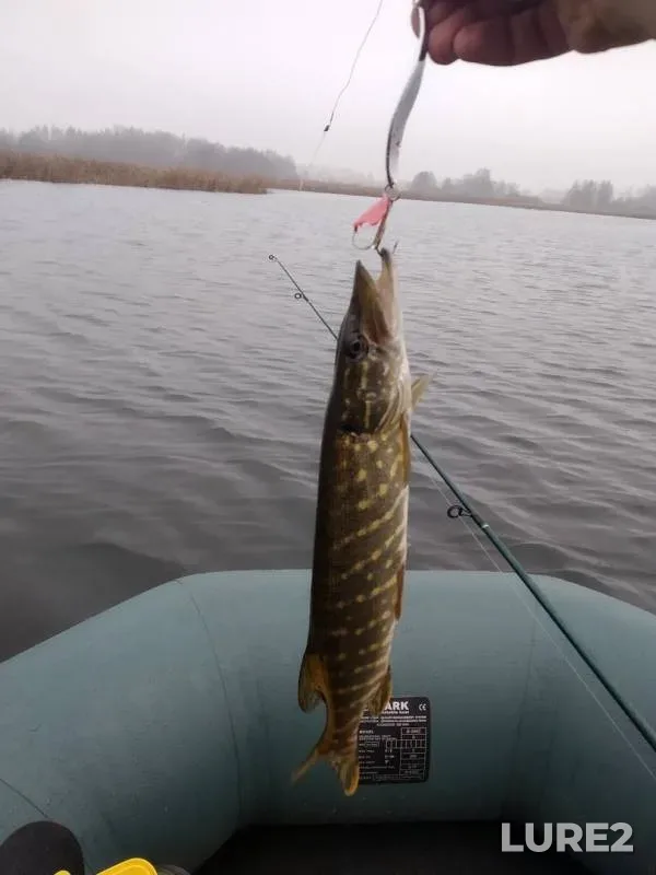 Pike — Myshanka, Nov 09, 2019