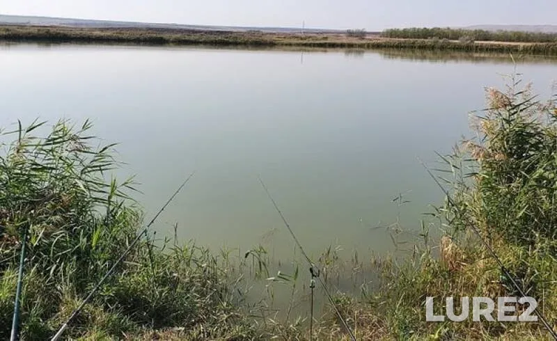 Carp, Crucian carp — Stavropolskiy kray, Oct 04, 2019