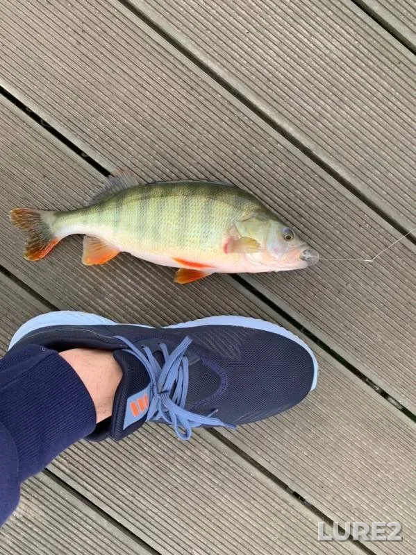 Perch — Volchi Vorota, Oct 04, 2019