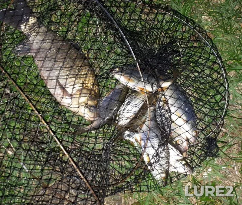 Crucian carp, Roach — Stavropolskiy kray, Oct 03, 2019