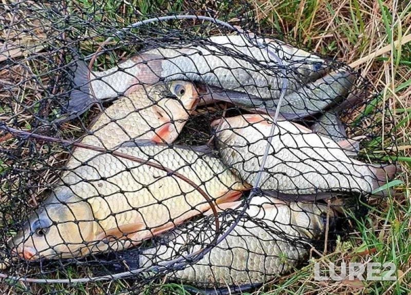Crucian carp — Stavropolskiy kray, Sep 18, 2019