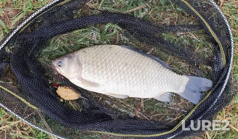 Crucian carp — Mereshor, Sep 17, 2019