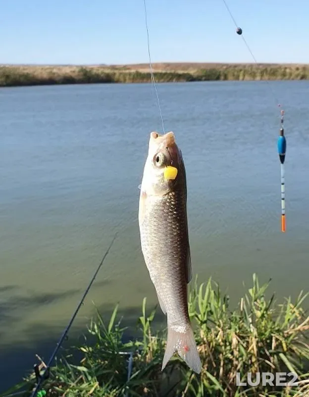 Carp, Crucian carp — Stavropolskiy kray, Sep 12, 2019