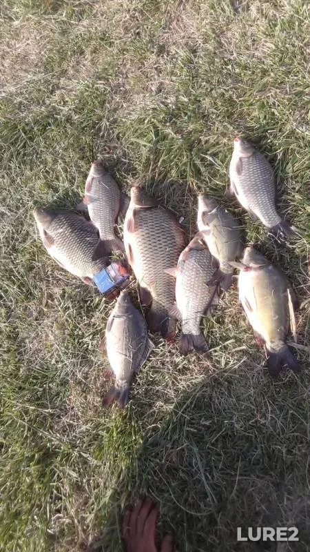 Carp, Crucian carp — Mereshor, Sep 09, 2019