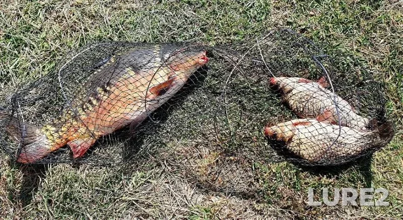 Carp, Crucian carp — Mereshor, Sep 05, 2019