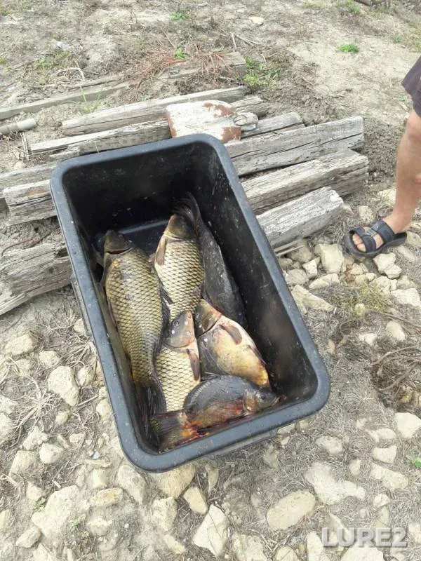 Carp — Chernikov, Aug 18, 2019