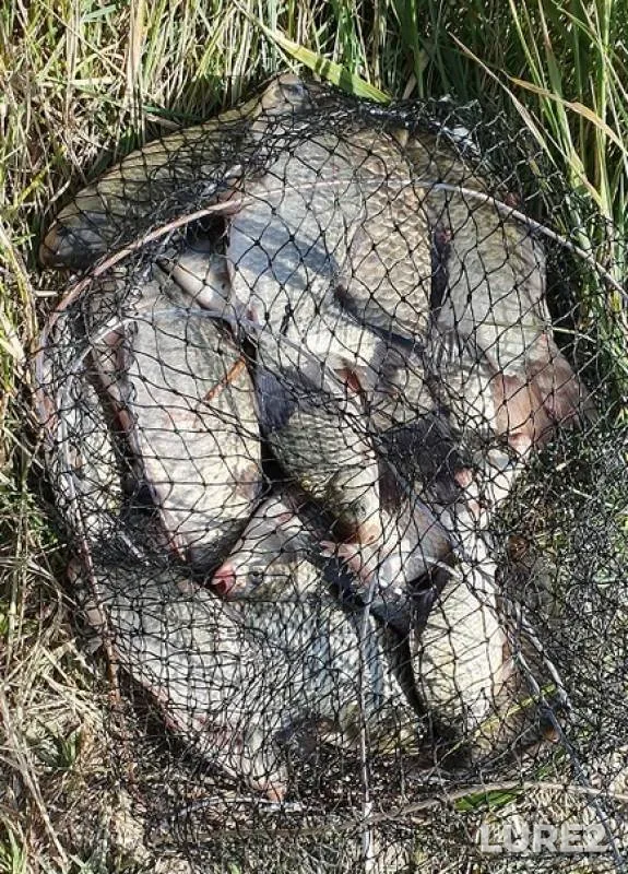 Crucian carp — Kizilovka, Aug 06, 2019